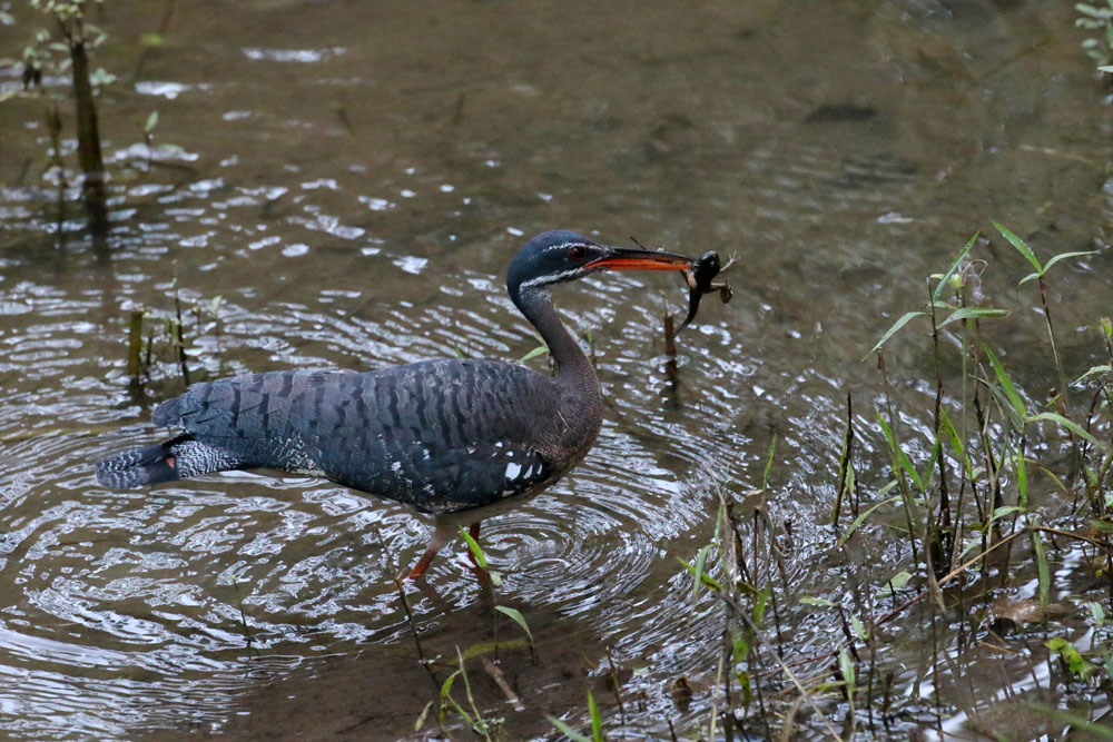 Sunbittern